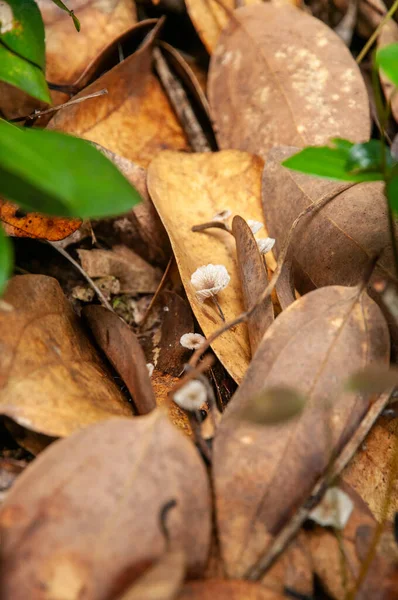 Detailní Záběr Malé Houby Hnědé Listové Posteli Podzimní Sezóna Seychely — Stock fotografie