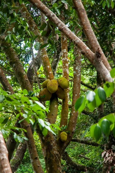 Skupina Velkých Zelených Tropických Druhů Ovoce Druhu Jackfruit Artocarpus Heterophyllus — Stock fotografie