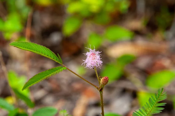 塞舌尔敏感植物 Mimosa Pudica 的粉红色野生单株热带花 — 图库照片