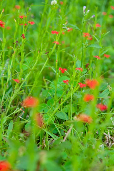 Piękny Czerwony Tropikalny Pojedynczy Kwiat Witchweed Striga Asiatica Zielonym Bujnym — Zdjęcie stockowe