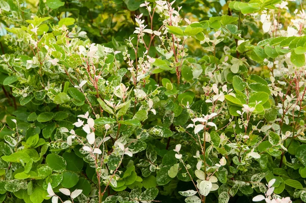 葉は緑色の熱帯植物で 総状花序 Breynia Disticha — ストック写真