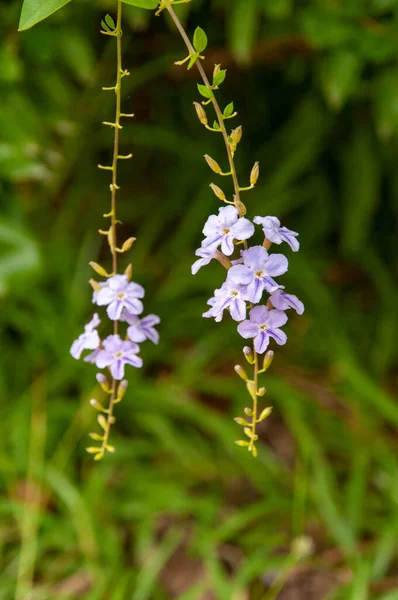 Una Hermosa Púrpura Flores Tropicales Skyflower Duranta Erecta Miembro Familia —  Fotos de Stock