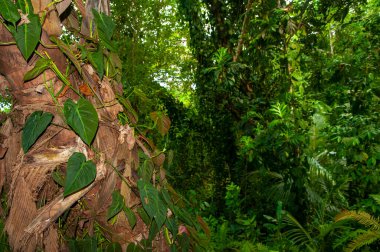 Ormandaki bir ağacın üzerinde yeşil kalp yaprağı (Philodendron Philodendron hederaceum) yaprakları olan bir manzara. Seyşeller