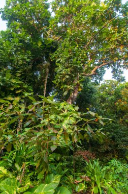 Vahşi doğadaki yoğun yeşil tropikal ormanın manzarası.