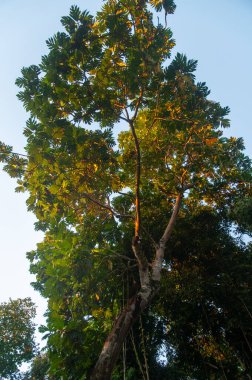 Tropikal Ekmek meyvesi ağacı (Artocarpus altilis) gün batımında sarı sıcak ışıkla.