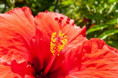 Çin Hibiscus 'unun (Hibiscus rosa-sinensis) güzel bir tropikal çiçeğinin yakın çekimi. Seyşeller