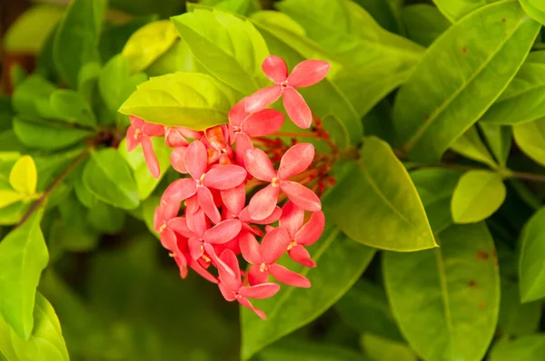 A beautiful colourful tropical flower Jungle Flame (Ixora coccinea) a member of Madder Family, Rubiaceae