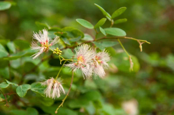 Primer Plano Una Flor Silvestre Blanca Del Árbol Guamchil Pithecellobium —  Fotos de Stock