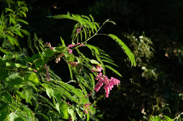 緑豊かなフィールドでサンゴ鐘 Antigonon Leptopos の美しいピンクの野生の熱帯の花 — ストック写真