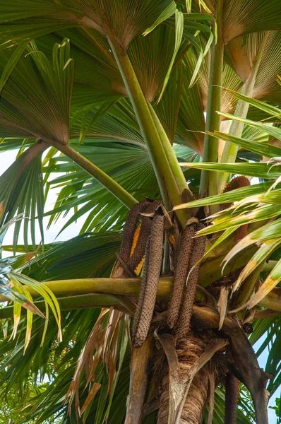 Big Fruit Male Palm Sea Coconut Lodoicea Maldivica Nebo Coco — Stock fotografie