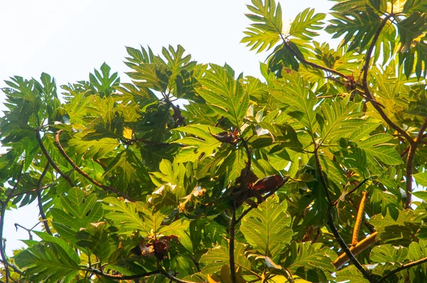 Tropické Chlebovník Strom Artocarpus Altilis Během Západu Slunce Žlutým Teplým — Stock fotografie