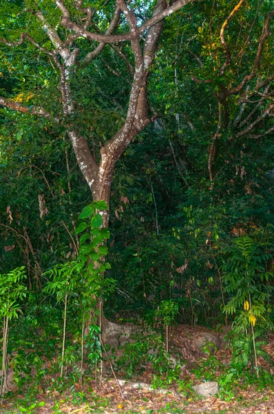 Över Den Täta Gröna Tropiska Djungeln Vildmarken — Stockfoto