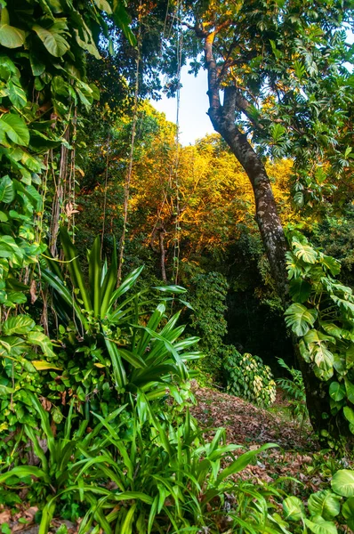 Vista Panorámica Densa Selva Tropical Verde Desierto — Foto de Stock