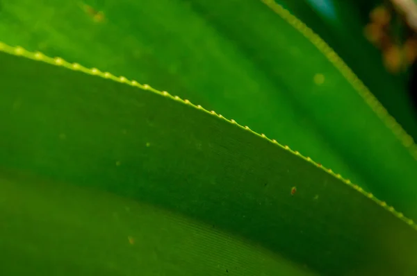 Крупный План Зеленых Тропических Листьев — стоковое фото