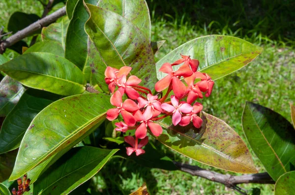 Beautiful Colourful Tropical Flower Jungle Flame Ixora Coccinea Member Madder — Stock Photo, Image