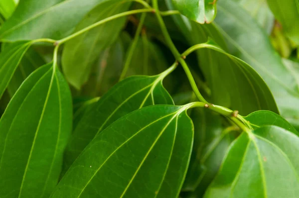 Крупный План Зеленых Тропических Листьев Корицы Cinnamomum Verum — стоковое фото