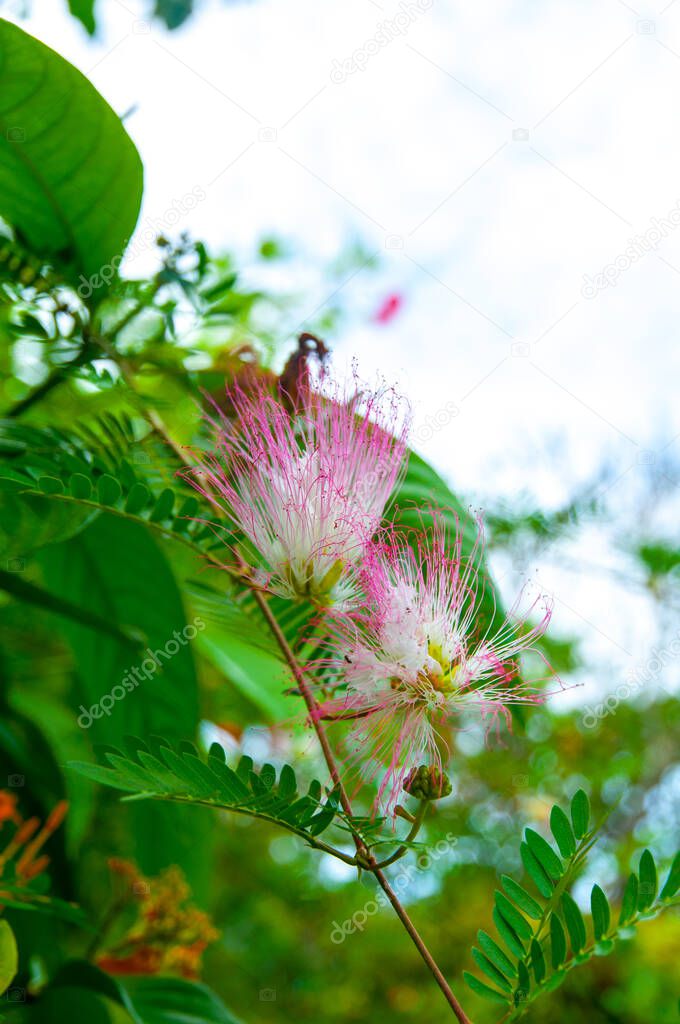 Beautiful single white and pink tropical flower Tribe Ingeaea member of Legumes Family Fabaceae, Calliandra magdalenae