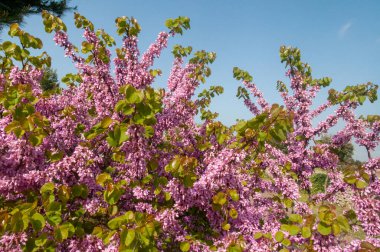 Yehuda Ağacı 'nın güzel pembe çiçeklerinin (Cercis silikastrum) yakın çekimi)