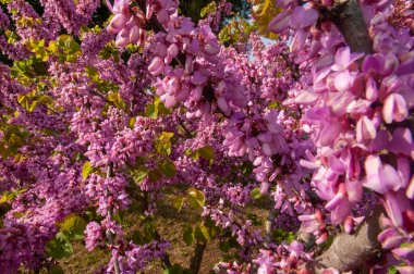 Yehuda Ağacı 'nın güzel pembe çiçeklerinin (Cercis silikastrum) yakın çekimi)