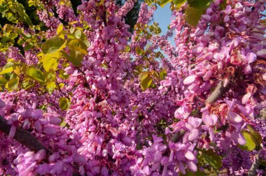 Yehuda Ağacı 'nın güzel pembe çiçeklerinin (Cercis silikastrum) yakın çekimi)