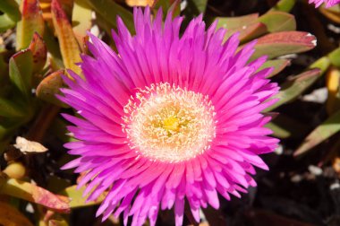 Sally-My-Handsome 'ın güzel pembe çiçekleri (Carpobrotus acinaciforis)