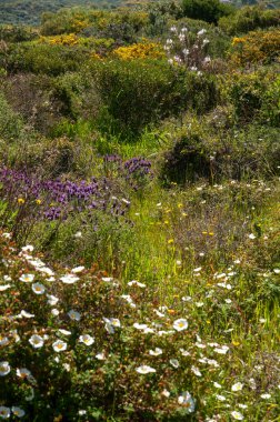 Vahşi, güzel Akdeniz çiçeklerinin manzarası