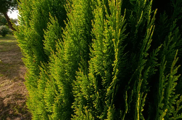 Selvi Yeşil Bitkisine Yakın Çekim — Stok fotoğraf