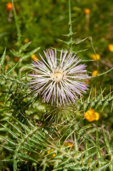 Piękny Śródziemnomorski Różowy Ciernisty Kwiat Ostrokrzewu Galactites Tomentosus — Zdjęcie stockowe