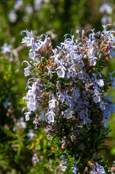 Beautiful Mediterranean Purple Wild Flowers Aromatic Rosemary Salvia Rosmarinus — Stock Photo, Image