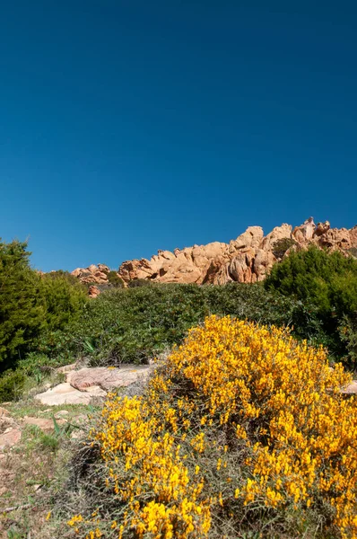 Beautiful Mediterranean yellow bush of flowers of French Broom (Genista monspessulana) with red rocky formation and blue sky