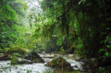 Endonezya ormanlarından geçen siyah taşlarla dolu güzel bir nehir.