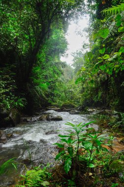 Endonezya ormanlarından geçen siyah taşlarla dolu güzel bir nehir.