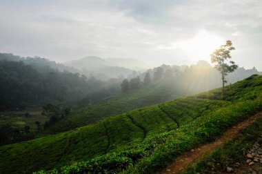 Endonezya dağlarındaki çay tarlasında canlı renkleri ve güneş ışığıyla güzel bir çay tarlası.
