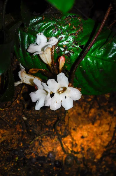 Flor Blanca Salvaje Tropical Dicots Clase Magnoliopsida —  Fotos de Stock