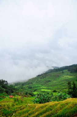 Canlı yeşil Pangrango Doğal Parkı 'ndaki West Java tepesindeki çay tarlaları.