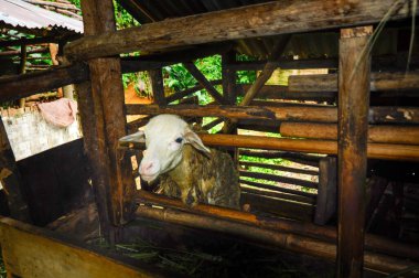 Batı Java, Endonezya 'daki dağlık bir ahırda koyunlar.