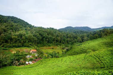 Vadinin aşağısındaki kırsal dağ köyünde, yağmur ormanları ve çay tarlaları bulutlu gökyüzüne karşı. Bogor bölgesi, Batı Java, Endonezya