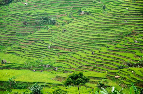 Beautiful Green Rice Terrace Paddies Bogor District West Java Indonesia — Stock Photo, Image