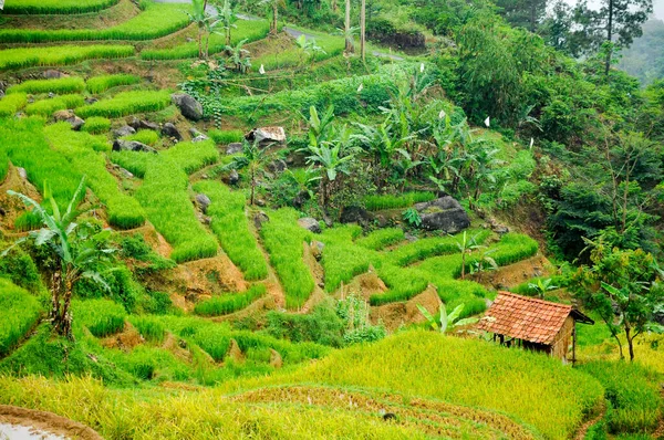 Beautiful Green Rice Terrace Paddies Bogor District West Java Indonesia — Stock Photo, Image