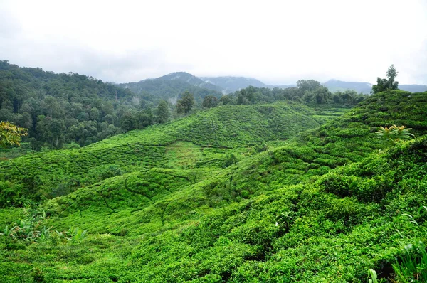 活気に満ちた緑パングランゴ自然公園の西ジャワ州の丘の上の茶畑のテラス — ストック写真