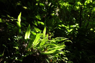 Asplenium scolopendrium sssp (Asplenium scolopendrium ssp. Solopendrium) karanlık bir çalılıkta gün ışığıyla aydınlanan.