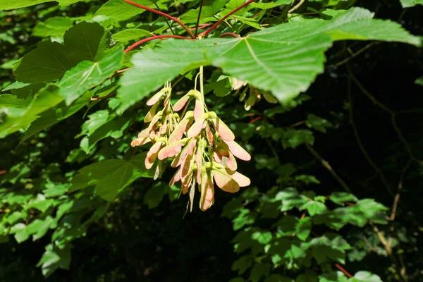 Groep Van Esdoorn Zaden Bevestigd Aan Plant Zon Sycamore Esdoorn — Stockfoto