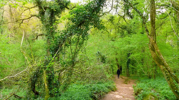Bahçe Parkında Bir Patika Bahar Mevsimi Ebbor Vadisi Ulusal Doğa — Stok fotoğraf