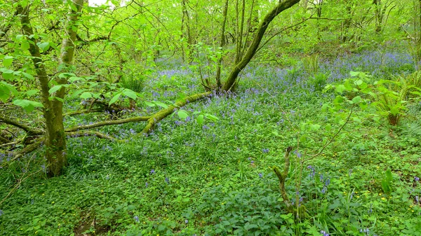 Hermoso Campo Salvaje Campanas Azules Hyacinthoides Bosque —  Fotos de Stock