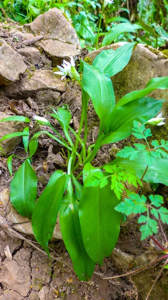 Wild Garlic Flowers Springtime — Stock Photo, Image