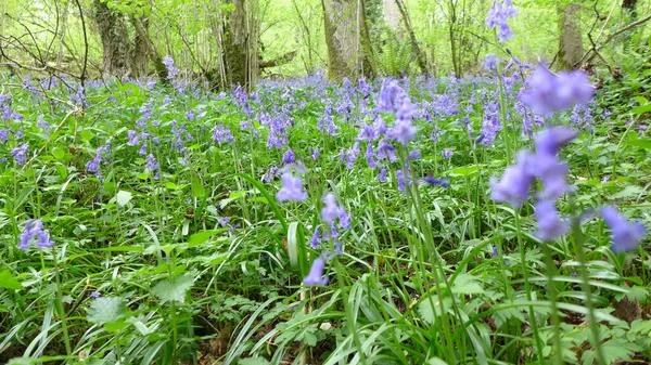 Hermoso Campo Salvaje Campanas Azules Hyacinthoides Bosque —  Fotos de Stock