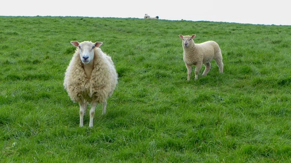 Pecora Bianca Inghilterra Con Sfondo Erba Verde — Foto Stock