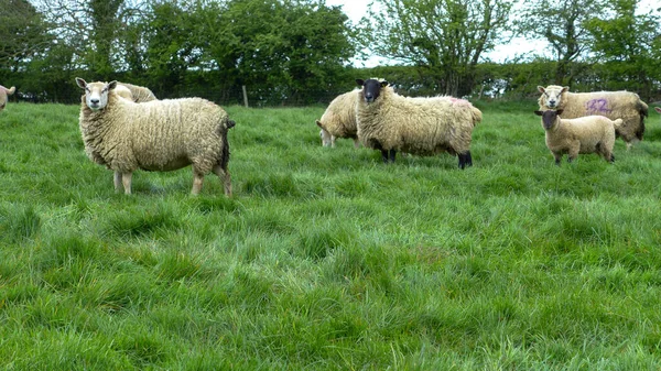 White Sheep Anglii Zielonym Tle Trawy — Zdjęcie stockowe