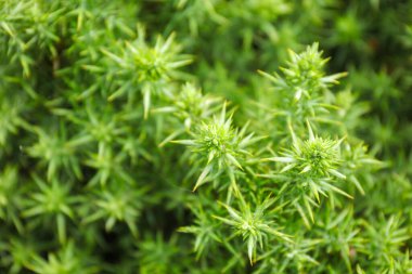 Yeşil doğa geçmişi. Gorse Yaprakları (Ulex europaeus)