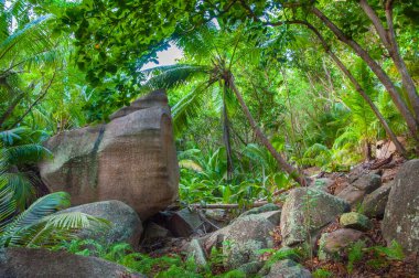 Tropikal yeşil ormana granit kaya yığını. Seyşeller